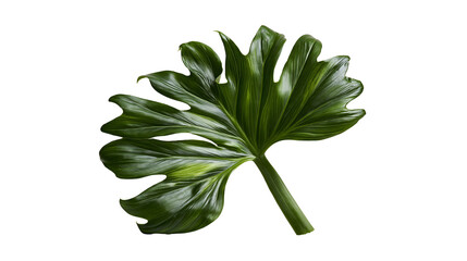 Isolated lush green tropical plant leaf with deep lobes and glossy texture, perfect for design element. © Niamh