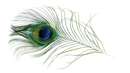 Isolated elegant close-up of a beautiful iridescent peacock feather with vibrant eye pattern © Niamh