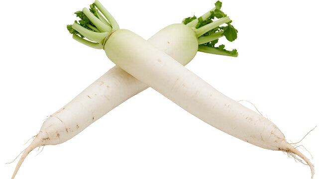 Isolated fresh daikon radishes with green leaves crossed over each other. Healthy root vegetable.