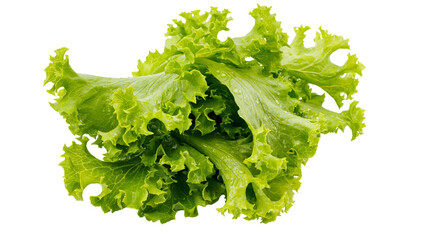 Isolated fresh vibrant green loose-leaf lettuce leaves with water drops, healthy organic food. © Niamh