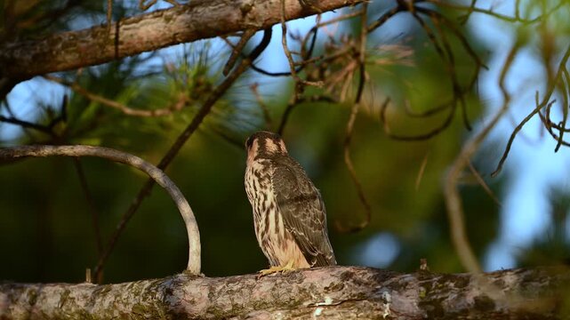 A young wild Eurasian hobby bird of prey (Falco subbuteo) perched on a tree twig, scratching its head with talons and grooming in slow motion