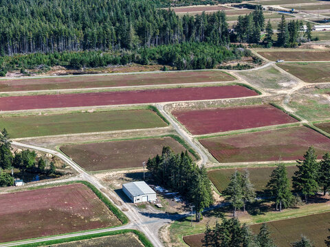 Aerial view of cranberry bogs with rectangular fields, dirt access roads, and surrounding pine forest in Bandon, Oregon, United States.