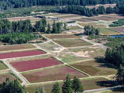 Aerial view of cranberry bogs with rectangular fields, surrounding evergreen forests, and dirt roads in the rural landscape of Bandon, Oregon, United States.