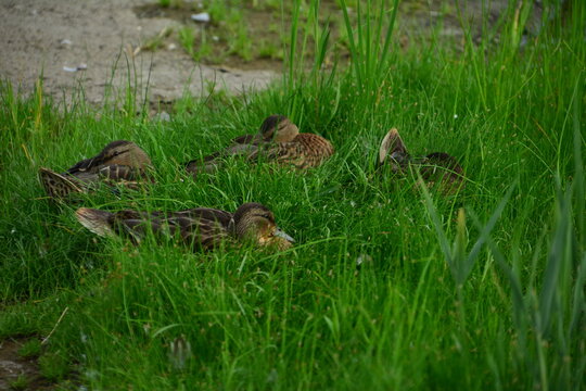 wild ducks