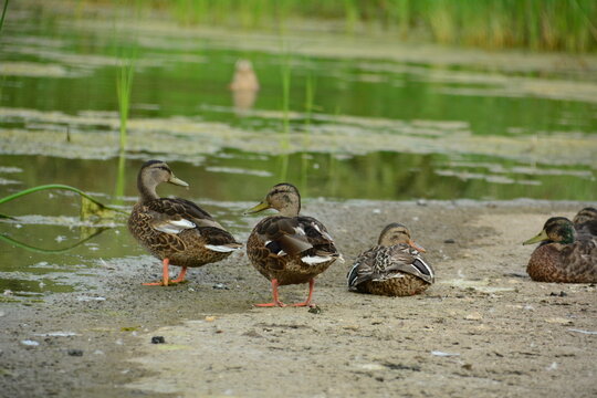wild ducks