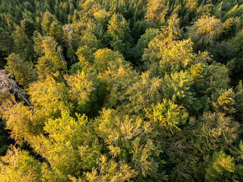 Aerial view of dense autumn forest illuminated by golden hour sunlight in Fribourg canton, Switzerland.