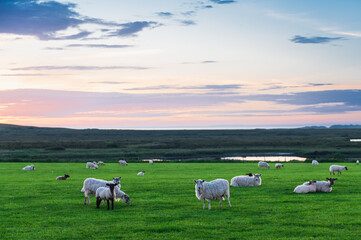 Fototapeta premium Moutons broutant tranquillement au coucher de soleil dans un pré près de Machir Bay, île d'Islay, Ecosse