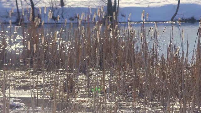 Dry cattail reeds frozen lake shore. Sunlight sparkling water snowy winter bank.