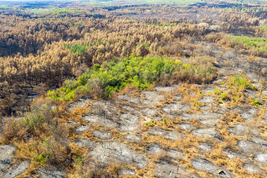 Aerial view of Deliblato Sands wildfire aftermath showing scorched earth, charred tree trunks, and patches of surviving green vegetation in the forest landscape. Kajtasovo, Vojvodina, Serbia.