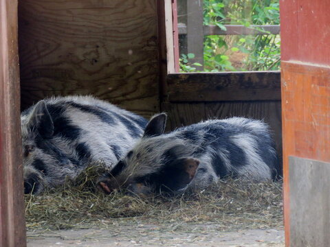 Sleeping Pot Bellied Pigs