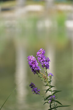 Purple loosestrife blooming beside a pond in Parc Monceau, Paris, France, August 13, 2026