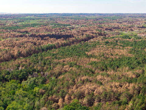 Aerial view of the Deliblato Sands forest showing the aftermath of a wildfire with scorched brown trees contrasting against surviving green vegetation in Dubovac, Vojvodina, Serbia.