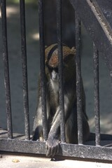 A detailed shot of a wild furry monkey primate sitting in a zoo aviary enclosure behind steel wire outdoor.  © Nat Po