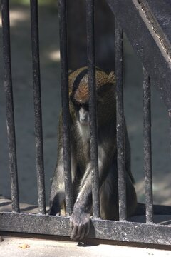 A detailed shot of a wild furry monkey primate sitting in a zoo aviary enclosure behind steel wire outdoor.
