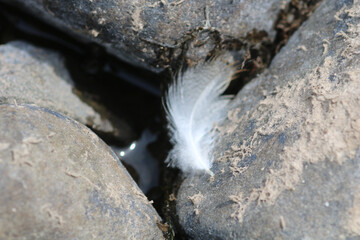 White feather resting between dark river stones © Marisa