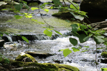 Creek cascades stepping under leafy branches © Marisa