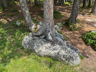 Norway spruce roots (Picea abies) growing around and splitting a large rock, a striking example of root growth, mechanical pressure and plant adaptation in a mountain forest. © Pfmphotostock