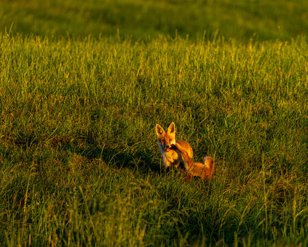 Fox cubs playing in sunset