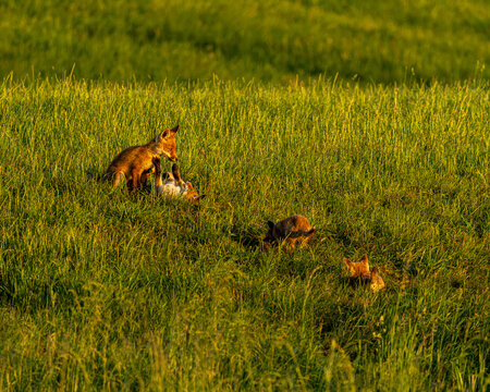 Fox cubs playing in sunset