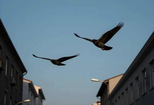 Urban wildlife and nature in city, two crows flying between residential buildings at sunset with blue sky background and architectural perspective
