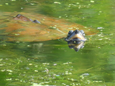 Painted Turtle Going for a Swim
