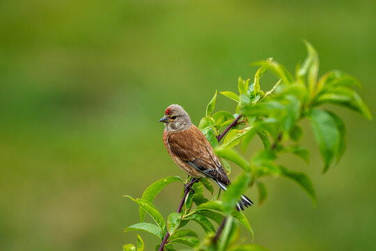 Common linnet or Eurasian linnet (Linaria cannabina) 