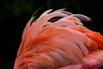 Flamingo feathers © Marcel Rudolph-Gajda