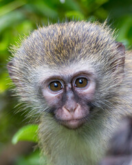 Vervet monkey (Chlorocebus pygerythrus / Chlorocebus aethiops) © Marcel Rudolph-Gajda