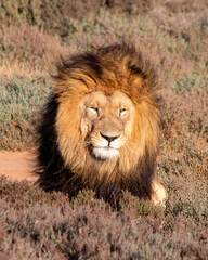 Male Lion, South Africa © Marcel Rudolph-Gajda