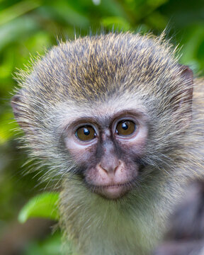 Vervet monkey (Chlorocebus pygerythrus / Chlorocebus aethiops)