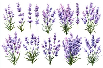 Fototapeta premium Collection of watercolor lavender sprigs and bouquets, purple floral elements and blooming lavender flowers isolated on white background