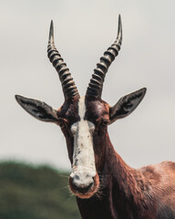 Blesbok, South Africa © Marcel Rudolph-Gajda