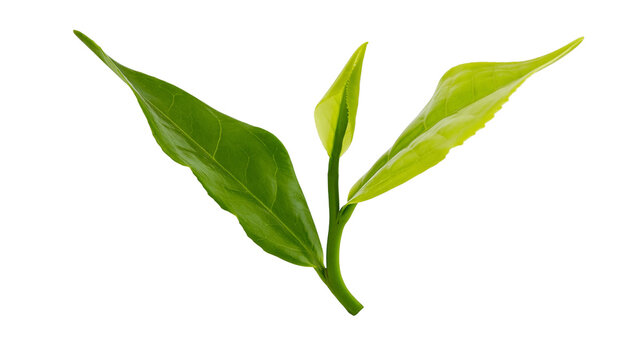Isolated fresh young green tea leaves, tender sprout for healthy natural organic beverage.