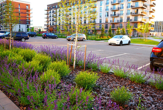Vibrant purple blooms green shrubs border parking lot with modern residential buildings in background. Landscape design and improvement of courtyard at residential complex. Lavander.