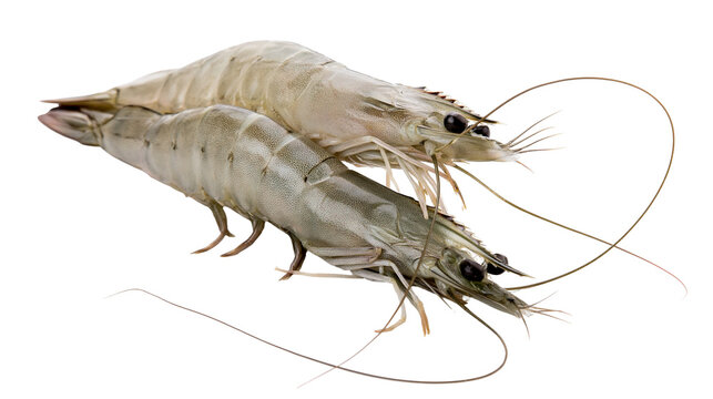 Isolated two fresh raw Pacific whiteleg shrimp ready for healthy gourmet cooking and cuisine