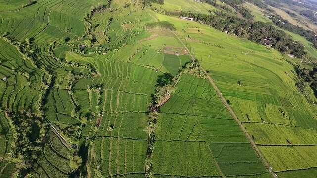 Beautiful Green Rice Fields Landscape in around Buban, Kebowan, Kec. Suruh, Kabupaten Semarang, Central Java, Indonesia