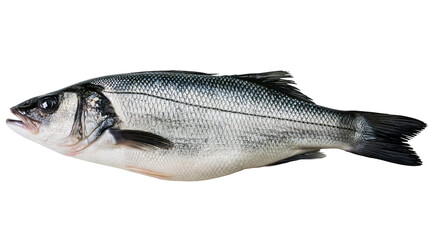 Isolated raw whole European seabass fish with natural texture, fresh ingredient for cooking © Cian