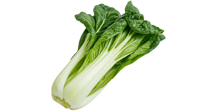 Isolated fresh organic bok choy with vibrant green leaves and white stalks
