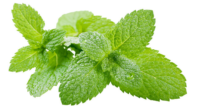 Isolated fresh green mint leaves with water droplets, a vibrant aromatic herb for cooking.