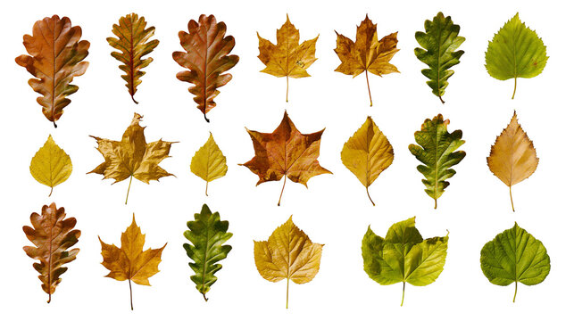 Isolated autumn leaves vibrant diverse collection, different tree species, natural fall foliage