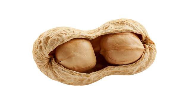 Isolated opened peanut pod revealing two natural fresh brown kernels inside its textured shell