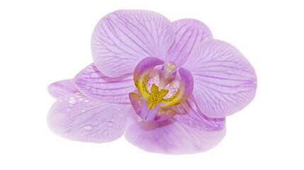 Isolated delicate purple orchid flower with fresh water droplets on petals, perfect for nature concepts © Diego