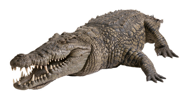 Isolated large fierce crocodile reptile with open jaws sharp teeth and detailed textured skin