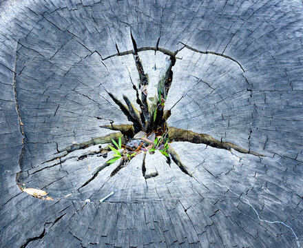 Closeup Cross-section of Weathered Grey Tree Stump with Radial Cracks and a Small Green Seedling Sprouting from its Decaying Center