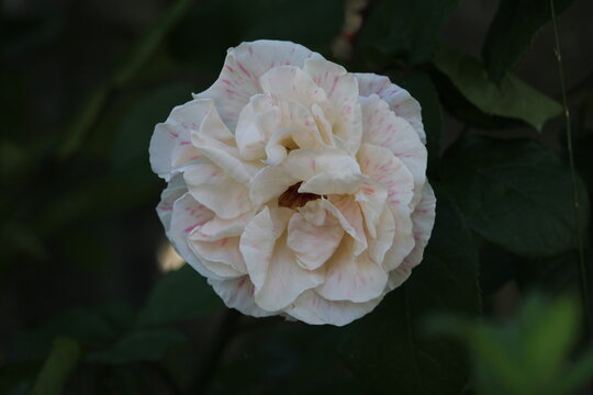 Primer plano de una rosa blanca con delicadas motas y rayas rosadas en los p&eacute;talos floreciendo en un jard&iacute;n.