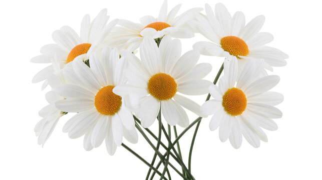 Isolated bouquet of beautiful white common daisy flowers with bright orange centers and green stems