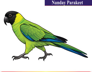 Fototapeta premium Nanday Parakeet with Striking Black Head and Green Plumage – Exotic Bird Vector Artwork