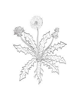 Drawing sketch style illustration of common dandelion Taraxacum officinale in the daisy family Asteraceae and wild edible plant on isolated background done in black and white line art.