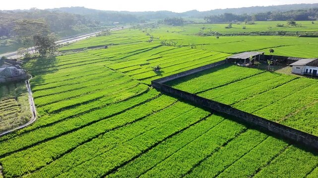 Beautiful Green Rice Fields Landscape in around Buban, Kebowan, Kec. Suruh, Kabupaten Semarang, Central Java, Indonesia