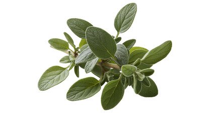 Fototapeta premium Isolated fresh green oregano or marjoram sprig, natural culinary ingredient, healthy.